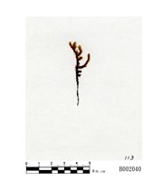 藏品(黃色長葉砂苔)的圖片